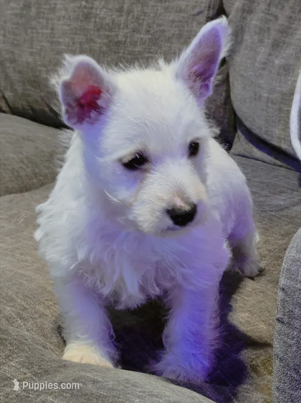 Olaf – West Highland White Terrier puppy for sale in Gastonia, NC