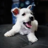 Olaf, a male West Highland White Terrier for sale in Gastonia, NC – 2 of 5