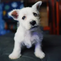 Olaf, a male West Highland White Terrier for sale in Gastonia, NC – 4 of 5