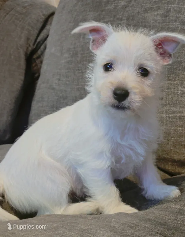 Samantha – West Highland White Terrier puppy for sale in Gastonia, NC