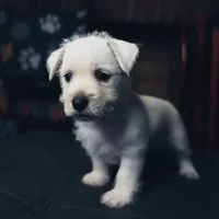 Samantha, a female West Highland White Terrier for sale in Gastonia, NC – 3 of 3
