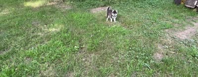 Lovey , a female Alaskan Klee Kai and Pomsky for sale in Flint, MI – 7 of 8