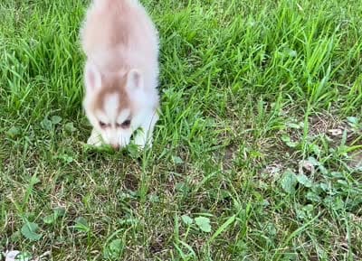 Aspen, a female Alaskan Klee Kai and Pomsky for sale in Flint, MI – 6 of 6