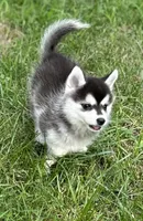 Shy, a female Alaskan Klee Kai and Pomsky for sale in Flint, MI – 2 of 8