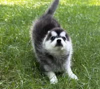 Shy, a female Alaskan Klee Kai and Pomsky for sale in Flint, MI – 4 of 8