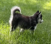 Shy, a female Alaskan Klee Kai and Pomsky for sale in Flint, MI – 3 of 8