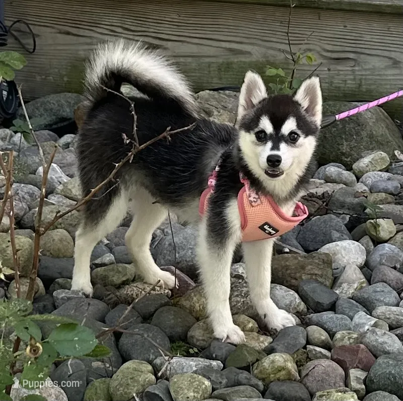 Shy – Alaskan Klee Kai, Pomsky puppy for sale in Flint, MI