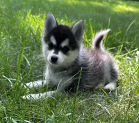 Shy, a female Alaskan Klee Kai and Pomsky for sale in Flint, MI – 6 of 8