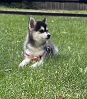Shy, a female Alaskan Klee Kai and Pomsky for sale in Flint, MI – 2 of 7