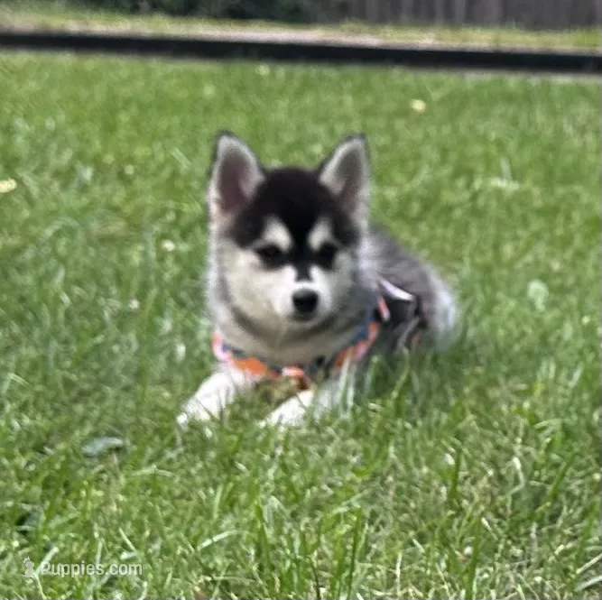 Shy – Alaskan Klee Kai, Pomsky puppy for sale in Flint, MI