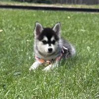 Shy, a female Alaskan Klee Kai and Pomsky for sale in Flint, MI – 1 of 7