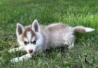 Aspen, a female Alaskan Klee Kai and Pomsky for sale in Flint, MI – 3 of 6