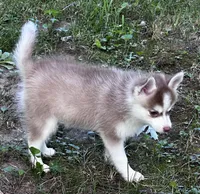 Aspen, a female Alaskan Klee Kai and Pomsky for sale in Flint, MI – 5 of 6