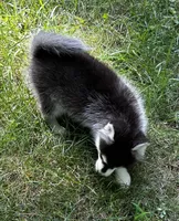 Shy, a female Alaskan Klee Kai and Pomsky for sale in Flint, MI – 5 of 8