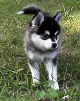 Lovey , a female Alaskan Klee Kai and Pomsky for sale in Flint, MI – 2 of 8