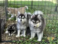 Lovey , a female Alaskan Klee Kai and Pomsky for sale in Flint, MI – 6 of 8