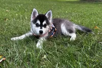 Shy, a female Alaskan Klee Kai and Pomsky for sale in Flint, MI – 4 of 7