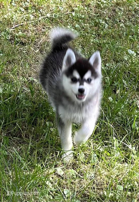 Shy – Alaskan Klee Kai, Pomsky puppy for sale in Flint, MI