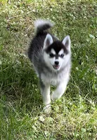 Shy, a female Alaskan Klee Kai and Pomsky for sale in Flint, MI – 1 of 8