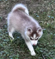 Aspen, a female Alaskan Klee Kai and Pomsky for sale in Flint, MI – 4 of 6