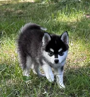 Lovey , a female Alaskan Klee Kai and Pomsky for sale in Flint, MI – 5 of 8