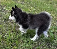 Lovey , a female Alaskan Klee Kai and Pomsky for sale in Flint, MI – 4 of 8