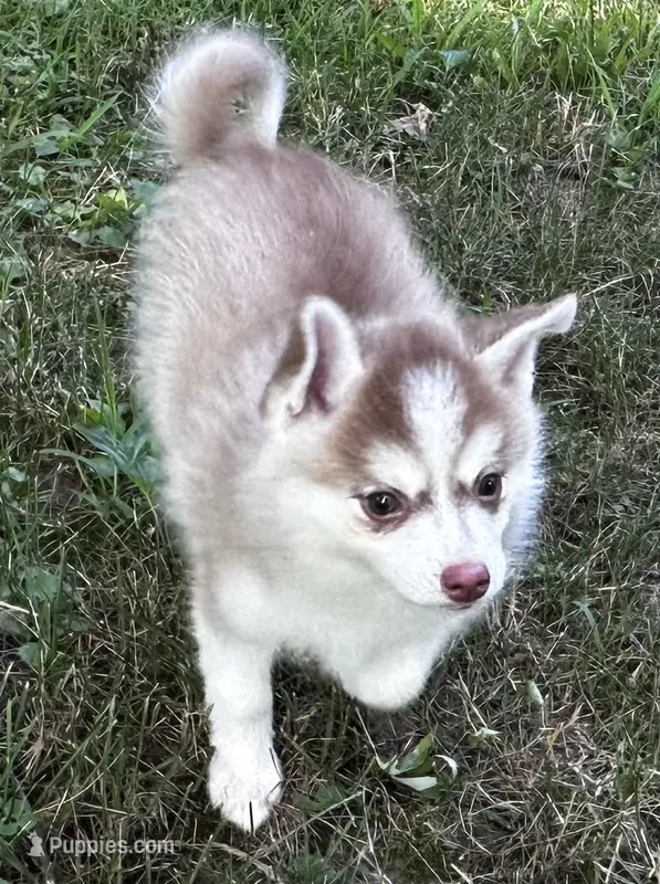 Aspen – Alaskan Klee Kai, Pomsky puppy for sale in Flint, MI
