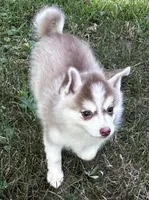 Aspen, a female Alaskan Klee Kai and Pomsky for sale in Flint, MI – 1 of 6
