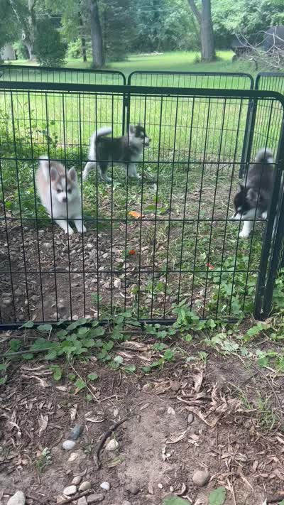 Lovey , a female Alaskan Klee Kai and Pomsky for sale in Flint, MI – 8 of 8