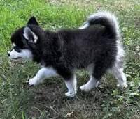 Lovey , a female Alaskan Klee Kai and Pomsky for sale in Flint, MI – 3 of 8