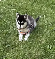 Shy, a female Alaskan Klee Kai and Pomsky for sale in Flint, MI – 3 of 7