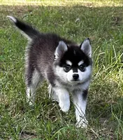 Lovey , a female Alaskan Klee Kai and Pomsky for sale in Flint, MI – 1 of 8