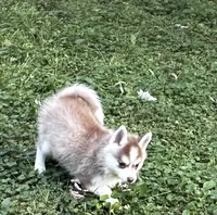 Aspen, a female Alaskan Klee Kai and Pomsky for sale in Flint, MI – 2 of 6