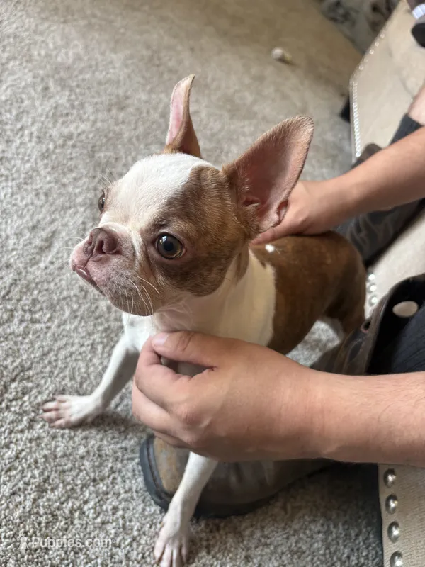 Baby dog  – Boston Terrier puppy for sale in Puyallup, WA