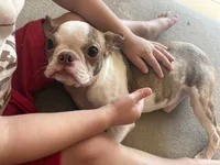 Baby dog , a male Boston Terrier for sale in Puyallup, WA – 4 of 4