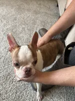 Baby dog , a male Boston Terrier for sale in Puyallup, WA – 3 of 4