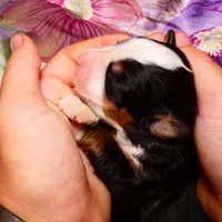 processed/67368a44-38b7-4868-b454-b5ce9d9decdb/facility/17a52e89-62de-4585-a002-63612441dc75