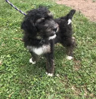 Champ (tricolor), a male Bernedoodle for sale in Middleburg, VA – 3 of 10