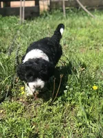 Bailey, a female Bernedoodle for sale in Middleburg, VA – 2 of 7