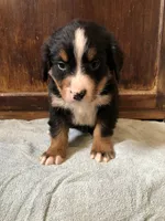 Abel, a male Bernese Mountain Dog for sale in Middleburg, VA – Photo 1 of 6