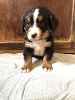 Abel, a male Bernese Mountain Dog for sale in Middleburg, VA – Photo 3 of 6