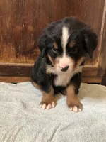 Abel, a male Bernese Mountain Dog for sale in Middleburg, VA – Photo 4 of 6