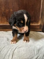Abel, a male Bernese Mountain Dog for sale in Middleburg, VA – Photo 5 of 6