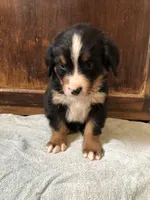Abel, a male Bernese Mountain Dog for sale in Middleburg, VA – Photo 2 of 6