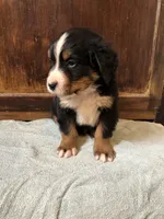 Abel, a male Bernese Mountain Dog for sale in Middleburg, VA – Photo 6 of 6