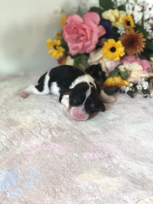 Dallas – Cavalier King Charles Spaniel puppy for sale in Middleburg, VA