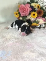 Dallas, a male Cavalier King Charles Spaniel for sale in Middleburg, VA – 1 of 8