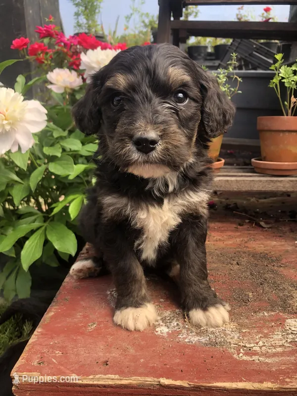 Champ – Bernedoodle puppy for sale in Middleburg, VA