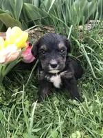 Champ, a male Bernedoodle for sale in Middleburg, VA – Photo 7 of 9