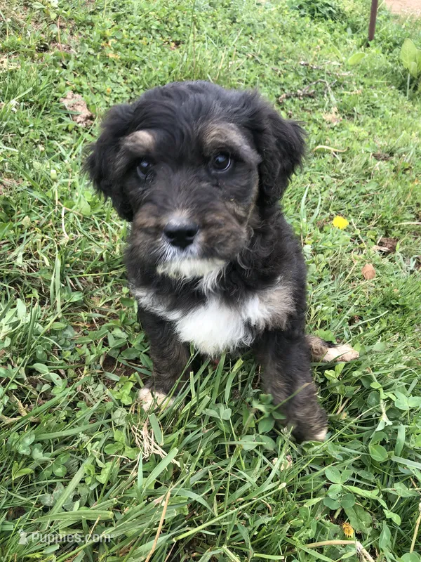Champ – Bernedoodle puppy for sale in Middleburg, VA